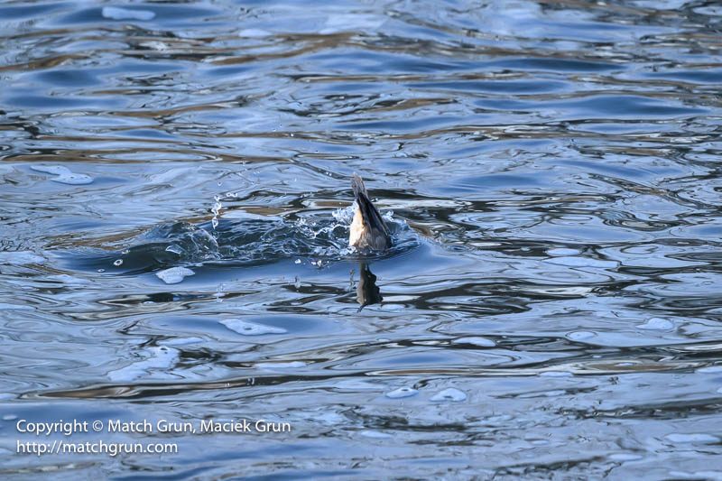 2943-0128-Lesser-Scaup-Diving-Sequence-5