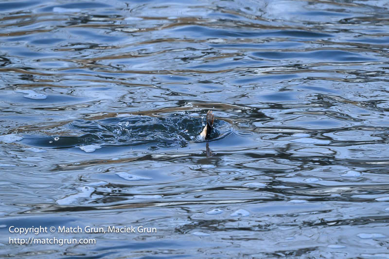 2943-0129-Lesser-Scaup-Diving-Sequence-6