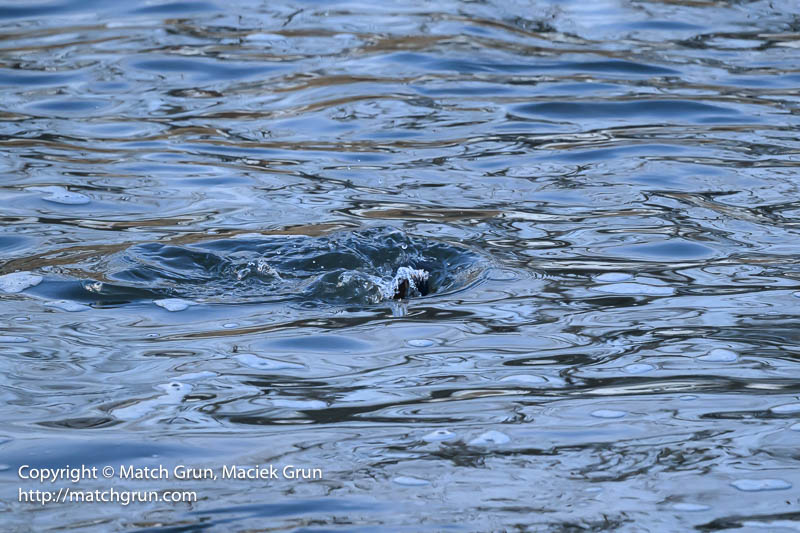 2943-0130-Lesser-Scaup-Diving-Sequence-7