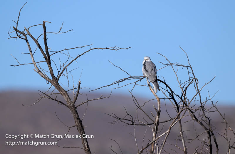 2955-0058-White-Tailed-Kite-Bosque-Del-Apache