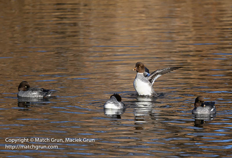 2972-0013-Common-And-Barrows-Goldeneye-Female-Barrows-Flapping-Wings