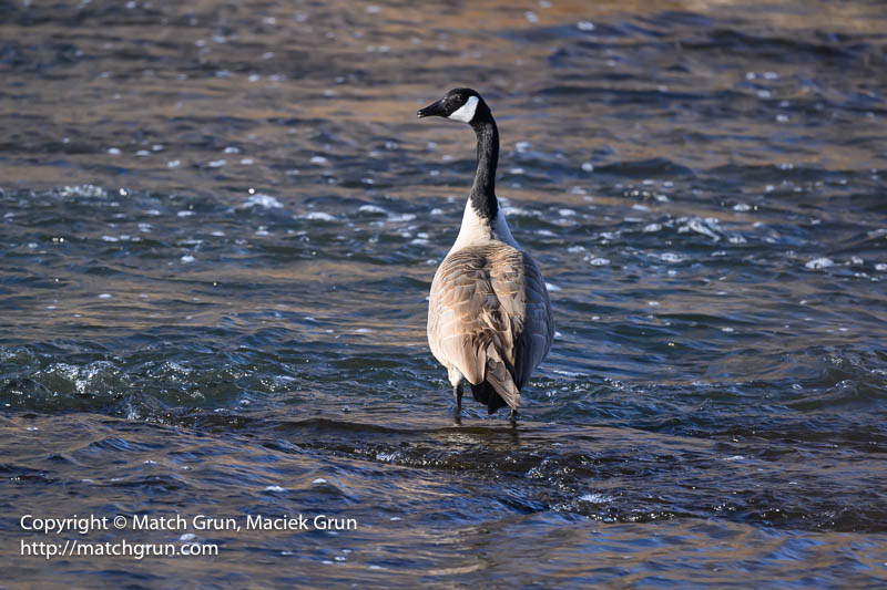 2972-0027-Canada-Goose-In-South-Platte-River-Overland-Park