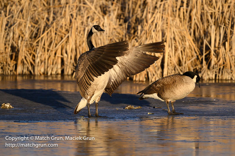 2978-0008-Canada-Geese-Pair-Flapping-Wings-Monte-Vista-NWR-Ponds