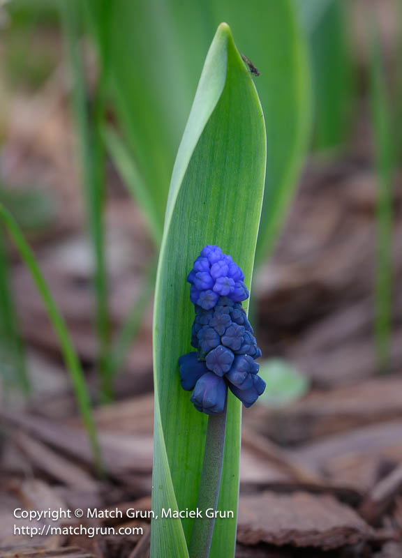 2992-0012-Grape-Hyacinth-With-Bug