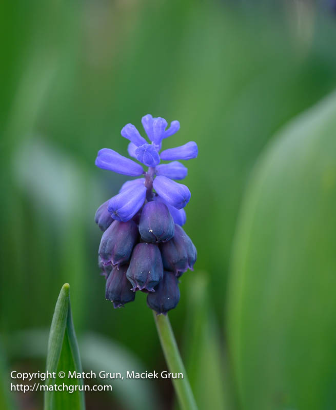 2992-0059-Grape-Hyacinth-Flower-Detail