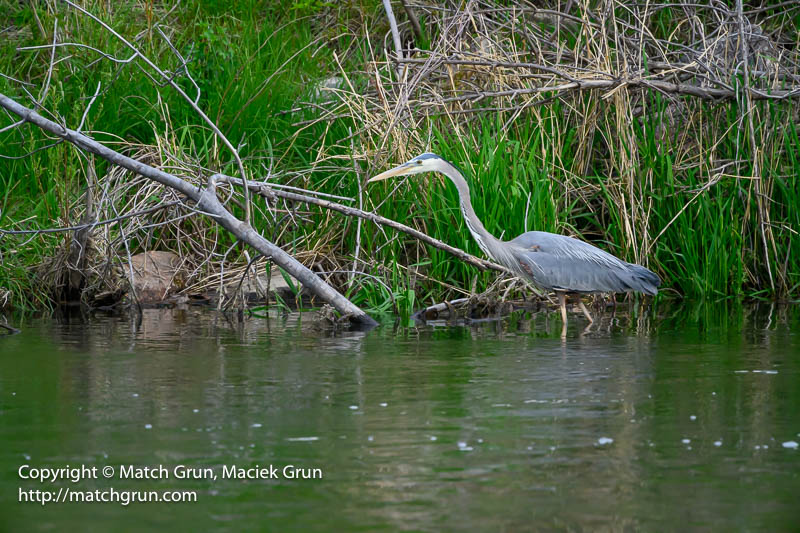 3008-0004-Great-Blue-Heron-South-Platte-River