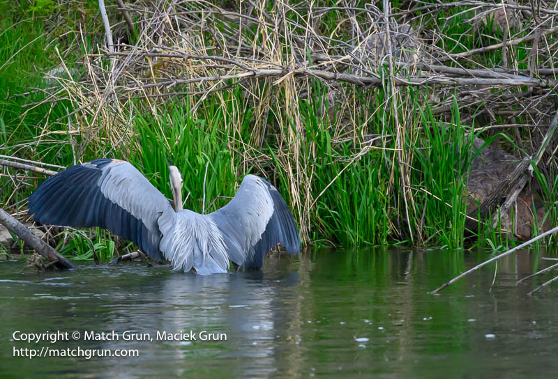 3008-0005-Great-Blue-Heron-Fishing-South-Platte-River