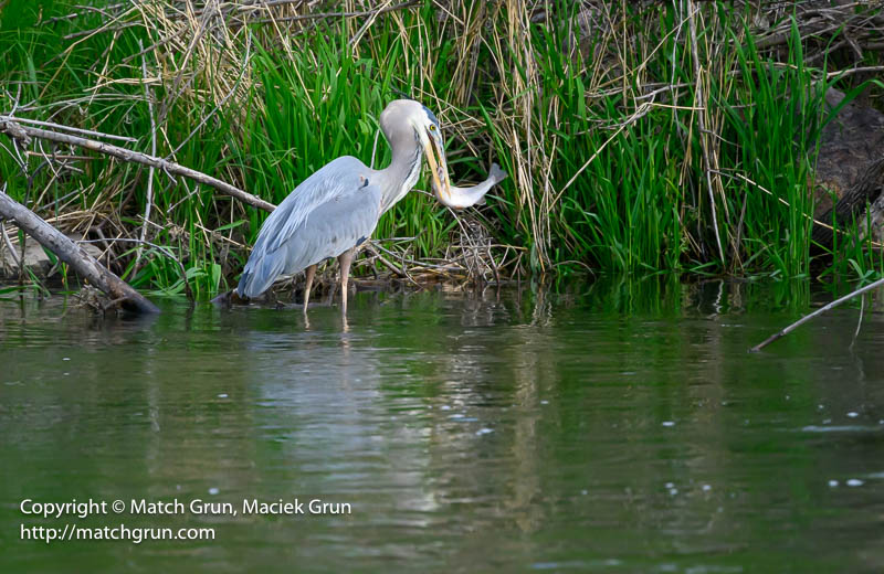 3008-0020-Great-Blue-Heron-Catch-No-1