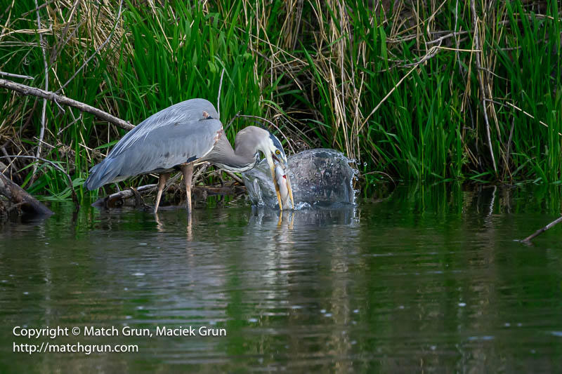 3008-0024-Great-Blue-Heron-Catch-No-2