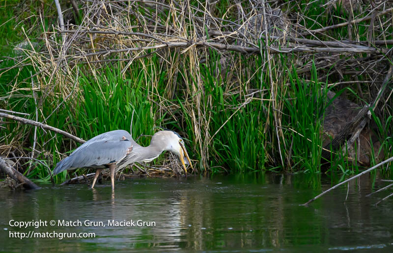 3008-0034-Great-Blue-Heron-Catch-No-3