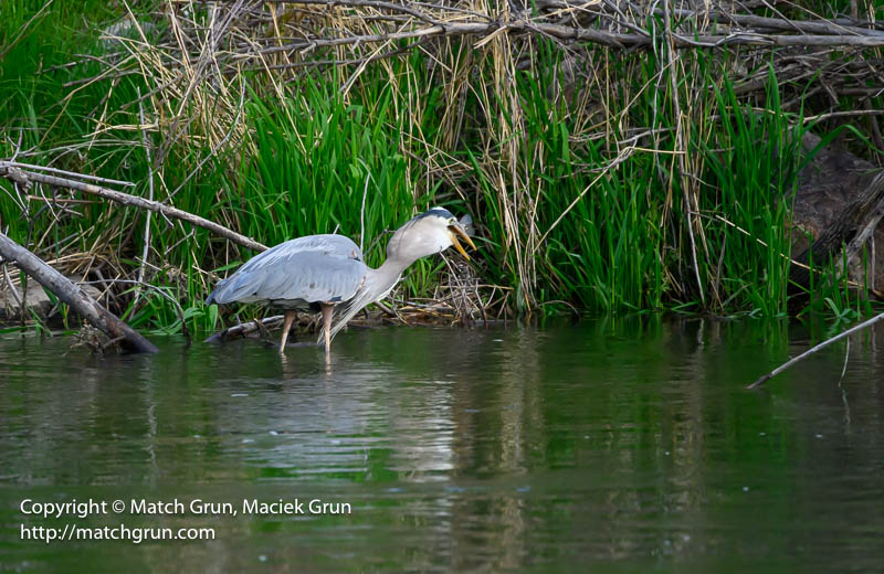 3008-0036-Great-Blue-Heron-Catch-No-4