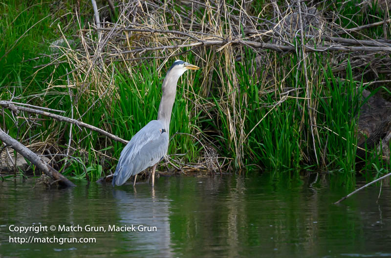 3008-0038-Great-Blue-Heron-Catch-No-5