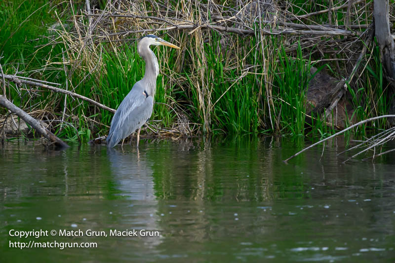 3008-0045-Great-Blue-Heron-Satisfied