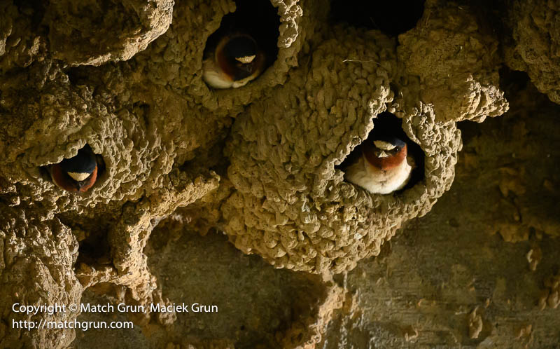 3010-0024-Cliff-Swallows-Nesting-Westerly-Creek