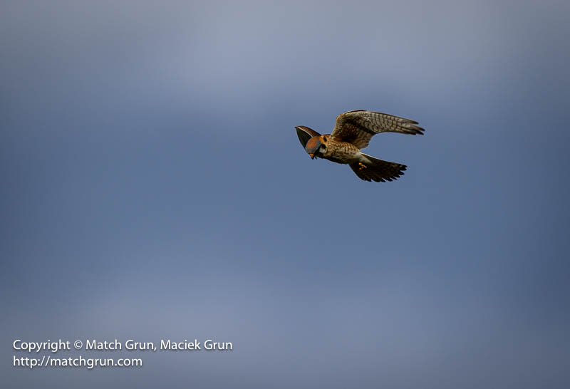 3010-0030-American-Kestrel-Hovering-Above-Westerly-Creek