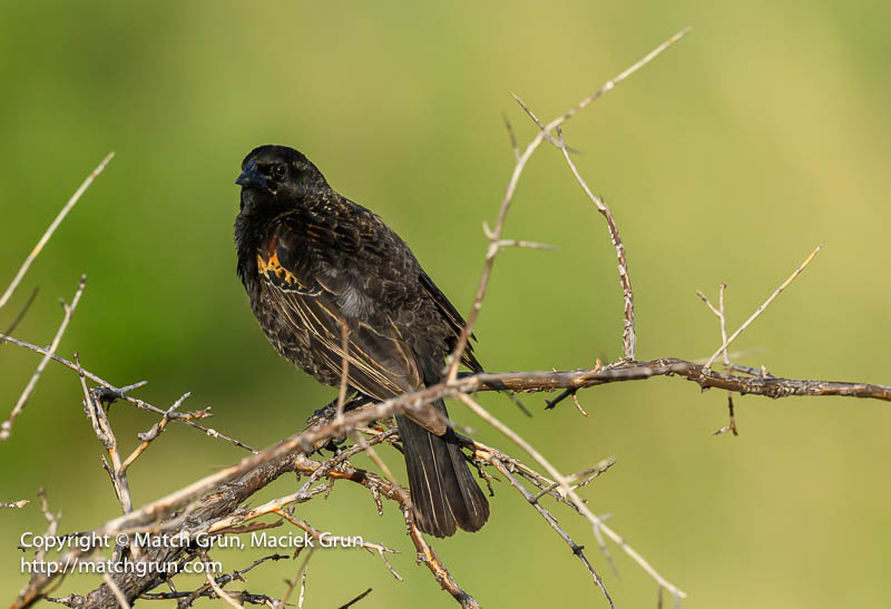 3010-0043-Female-Red-Winged-Blackbird-Westerly-Creek