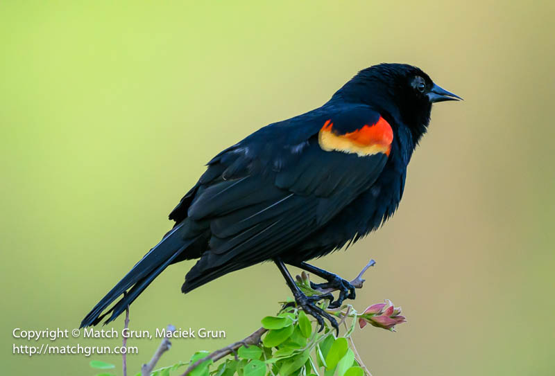 3010-0058-Male-Red-Winged-Blackbird-Perched-Westerly-Creek