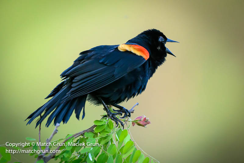 3010-0060-Male-Red-Winged-Blackbird-Calling-Out-Westerly-Creek