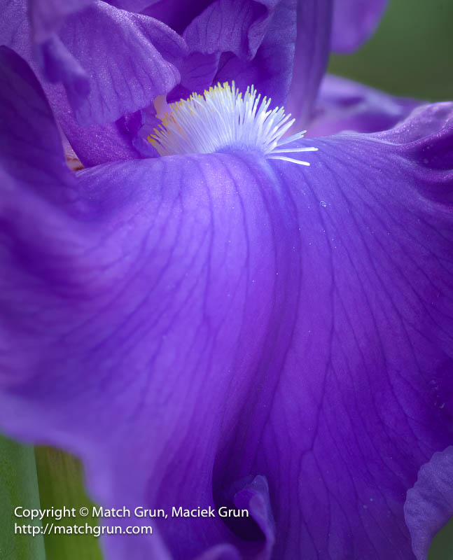 3011-0001_006-Purple-Iris-With-Beard