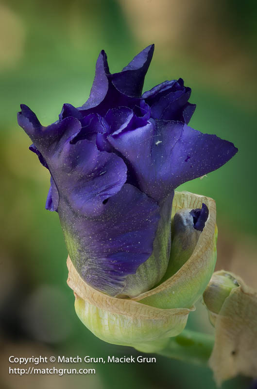 3011-0048_0073-Purple-Iris-Bud-No-1