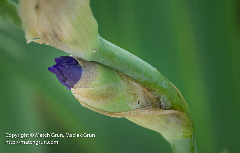 3011-0076_0087-Purple-Iris-Bud-No-3