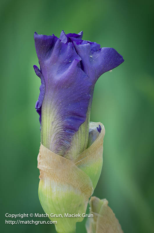 3011-0099_0108-Purple-Iris-Bud-No-2