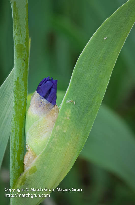 3011-0109_0119-Purple-Iris-Bud-No-4