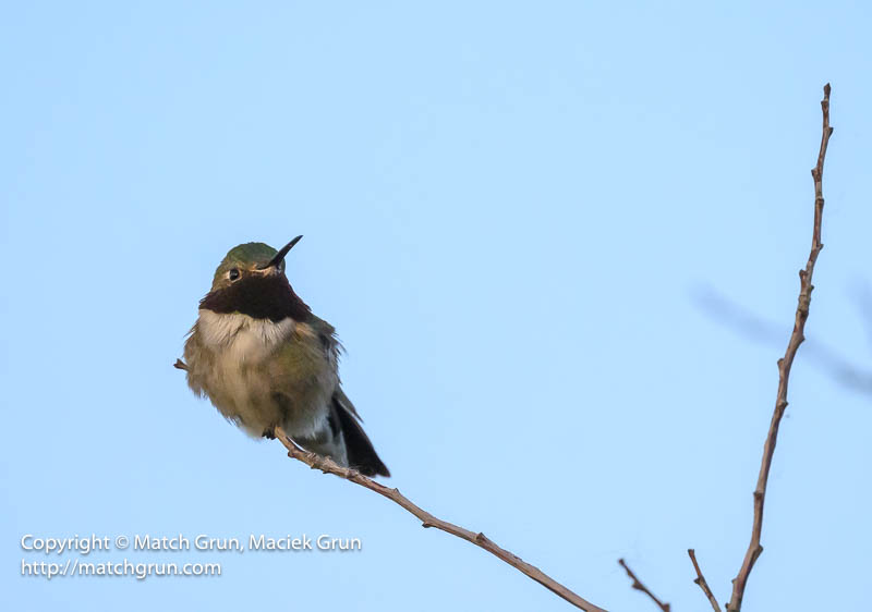 3015-0120-Broad-Tailed-Hummingbird-Chatfield-No-1