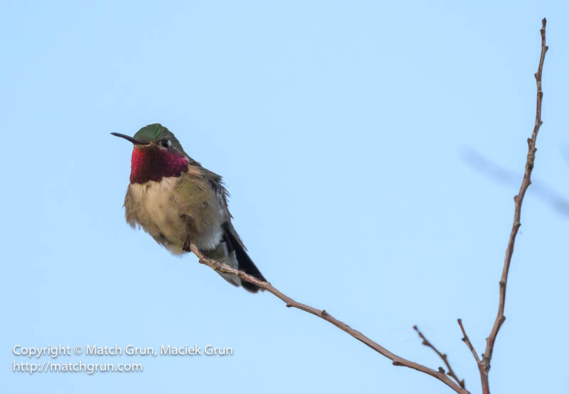 3015-0134-Broad-Tailed-Hummingbird-Chatfield-No-2