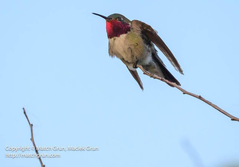 3015-0136-Broad-Tailed-Hummingbird-Chatfield-No-3