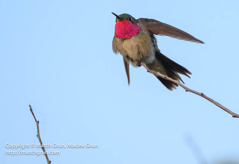 3015-0137-Broad-Tailed-Hummingbird-Chatfield-No-4