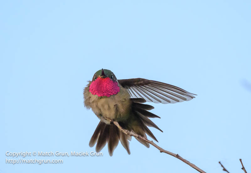 3015-0139-Broad-Tailed-Hummingbird-Chatfield-No-5