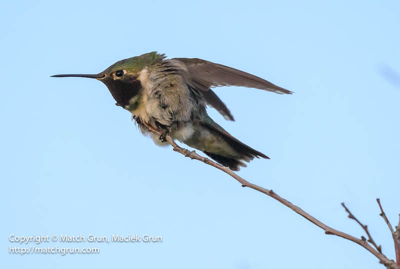 3015-0143-Broad-Tailed-Hummingbird-Chatfield-No-6