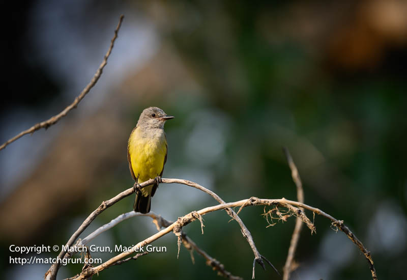 3018-0011-Western-Kingbird-South-Platte-River