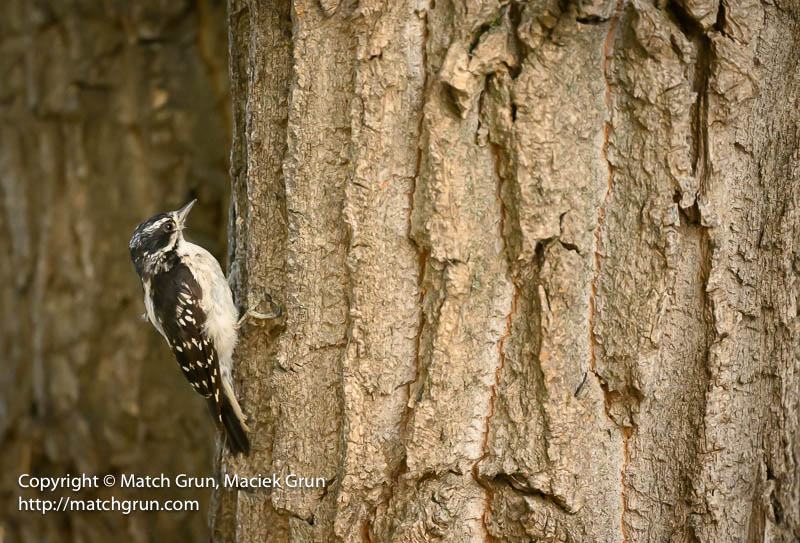 3018-0044-Downy-Woodpecker-Looking-For-Bugs-South-Platte