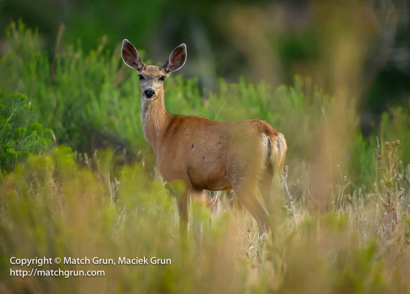 3018-0063-Mule-Deer-Along-Scrub-South-Platte