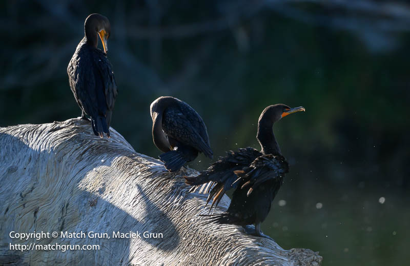 3031-0004-Three-Cormorants-Drying-Off-Eaglewatch-Lake