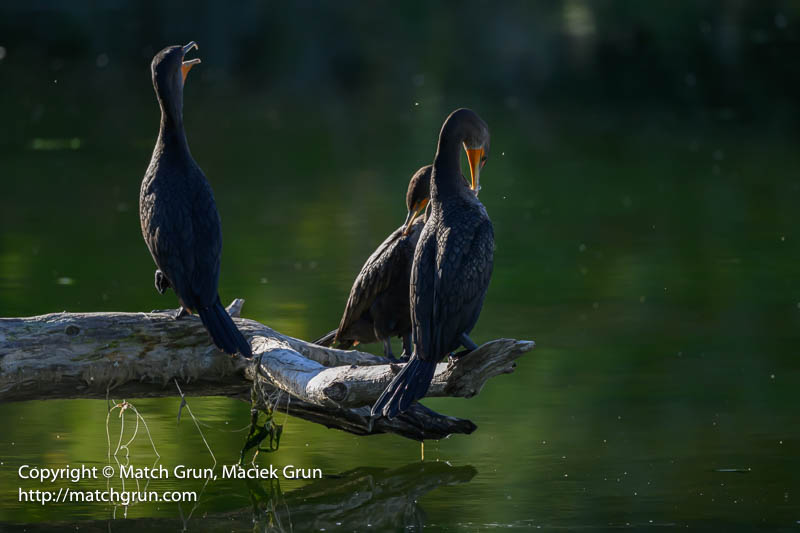 3031-0006-Three-Cormorants-Perched