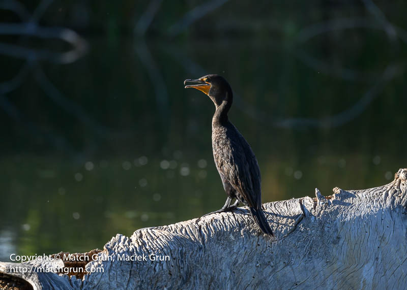 Three Cormorants, Again.