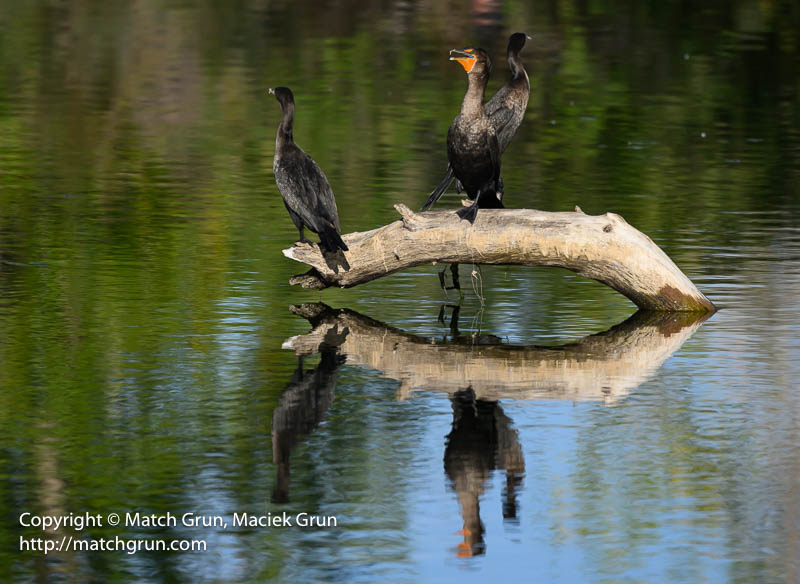 3031-0022-Three-Cormorants-Again