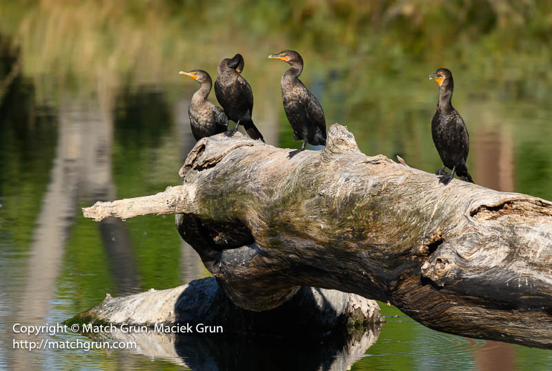 3031-0023-More-Cormorants-Perched