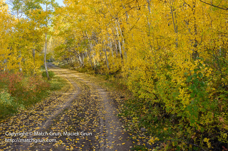 3034-0028-Aspens-Along-Forest-Road-Mill-Castle