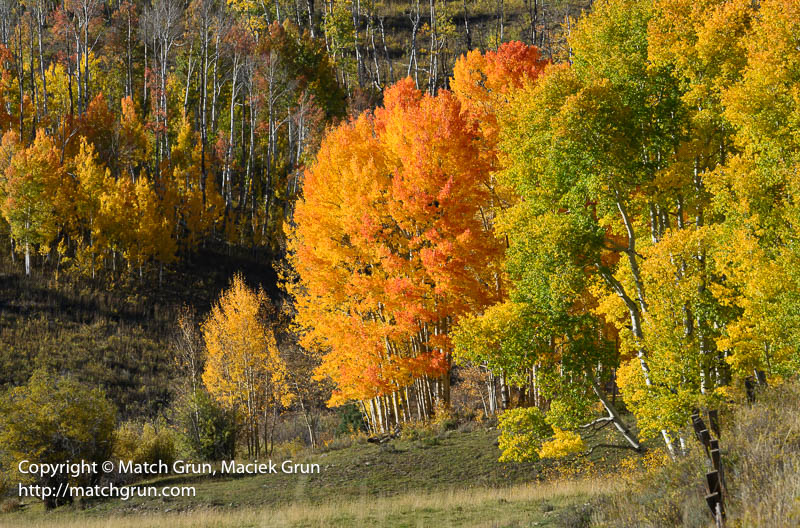 3035-0005-Red-Aspen-At-Ohio-Pass