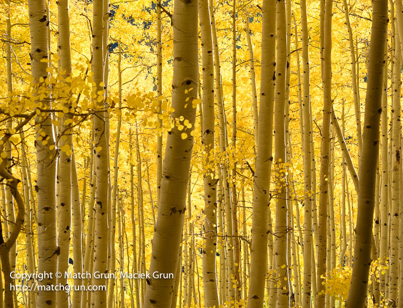 3035-0020-Aspen-Forest-On-Ohio-Pass