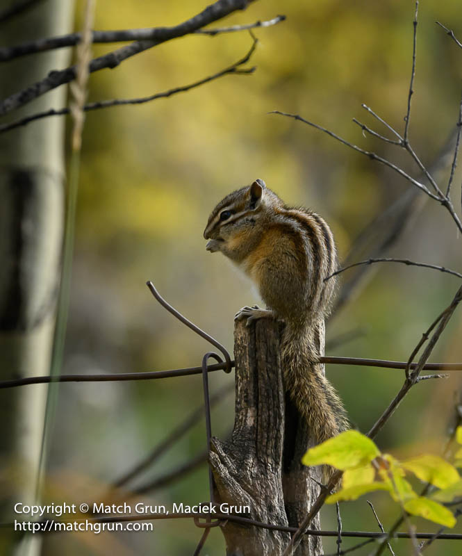 3036-0043-Chipmunk-Near-Mill-Castle