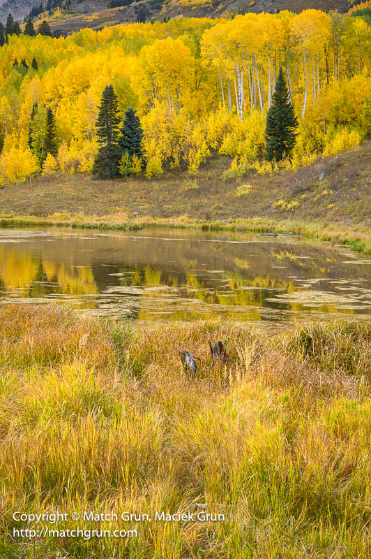 3041-0007-Beaver-Pond-And-Aspen-Forest