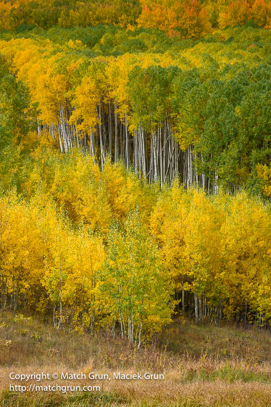 3041-0010-Aspen-Forest-Above-Beaver-Ponds