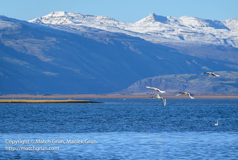 3062-0001-Swans-In-Flight-Southeast-Iceland-2024