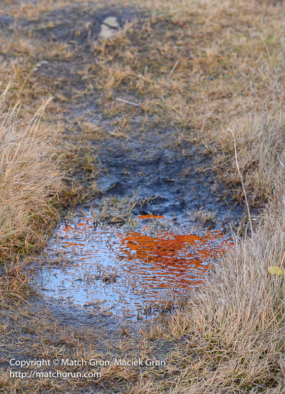 3079-0051-Lighthouse-Reflection-In-Puddle