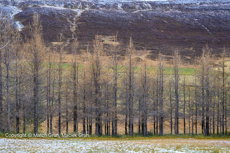 3083-0016-Tree-Row-Along-Roadside